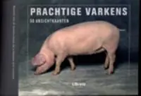 Prachtige varkens - Onbekend Tijdelijk Beschikbaar