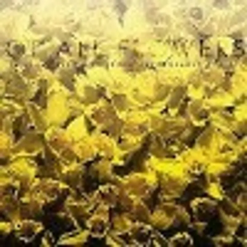 Of all flowers - Mit Ingelaere-Brandt; Eliane Joski Tijdelijk Beschikbaar