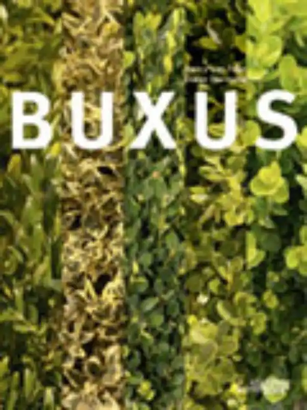 Buxasea - Trier Dagaanbieding