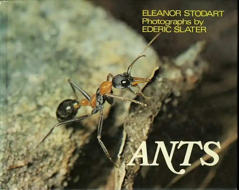 Ants - Eleanor Stodart Direct Beschikbaar
