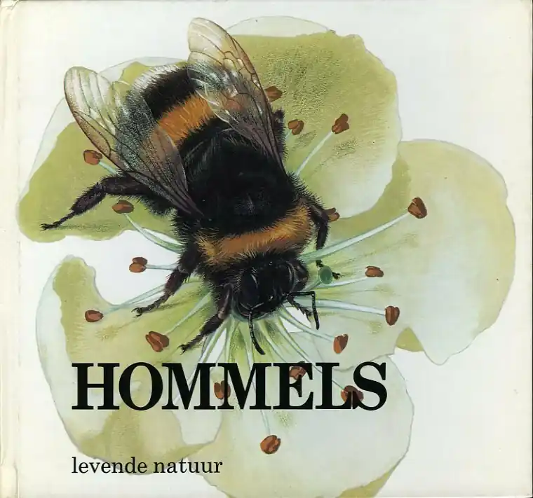 Hommels - Nicolas Bestel Nu